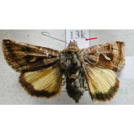 Syngrapha hochenwarthi (Hochenwarth, 1785) Italy13k